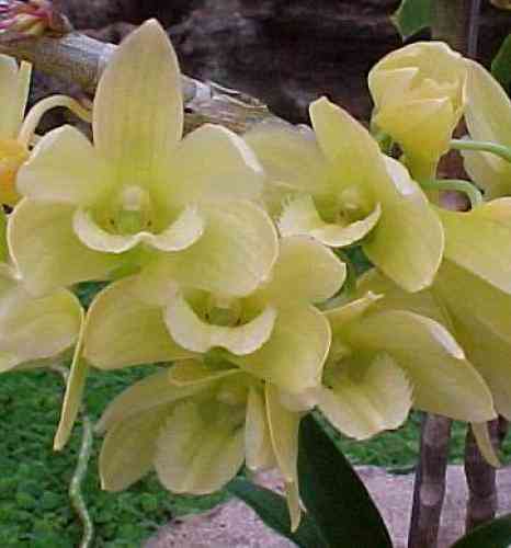 Dendrobium serratilabium